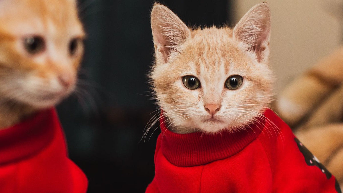 Ginger kitten wearing a red sweater
