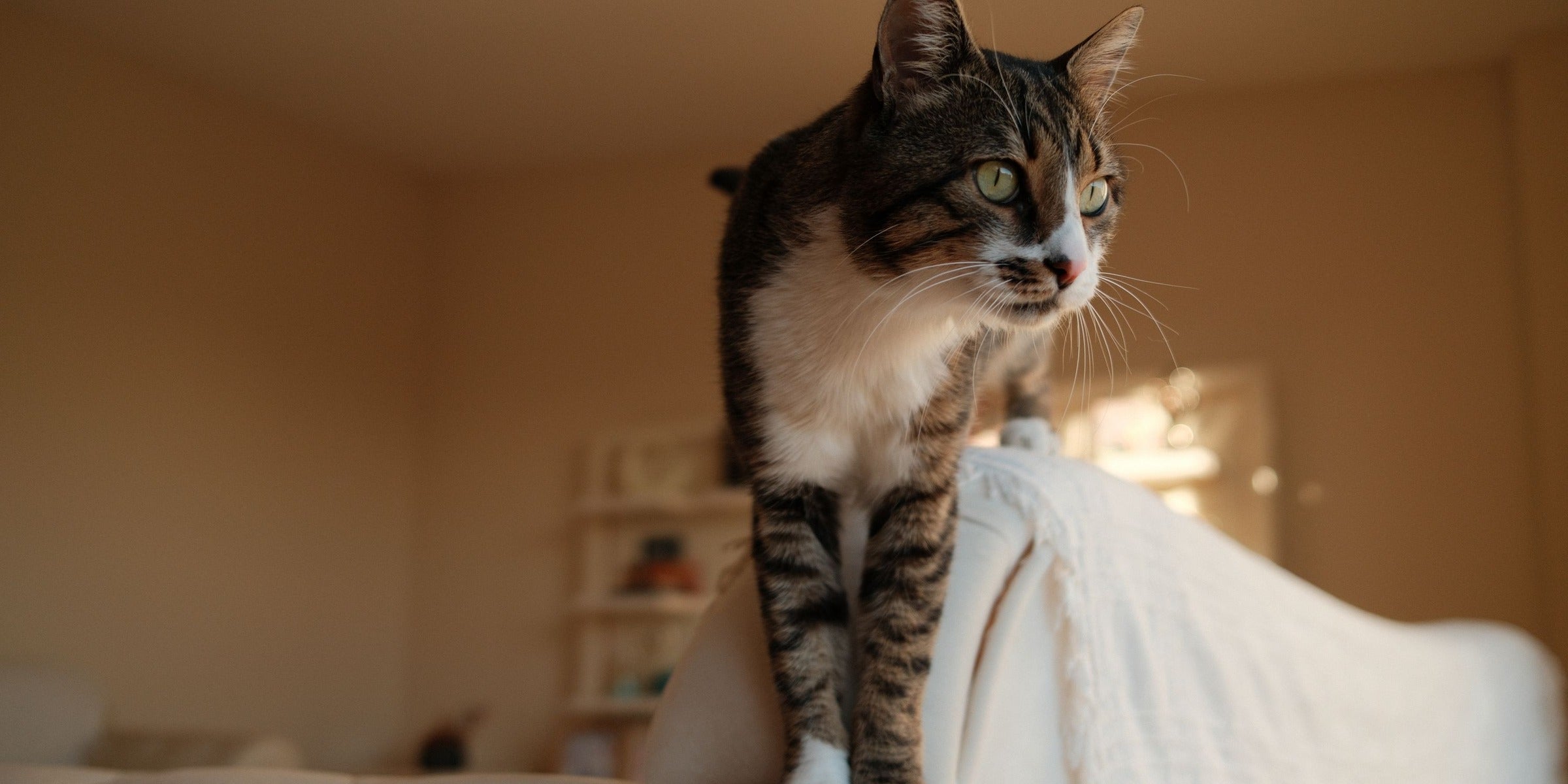 Cat resting on a bed in warm afternoon light